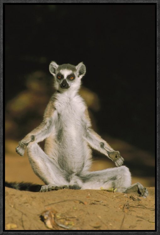 ArtStation - 211 photos of Ring-Tailed Lemur | Resources