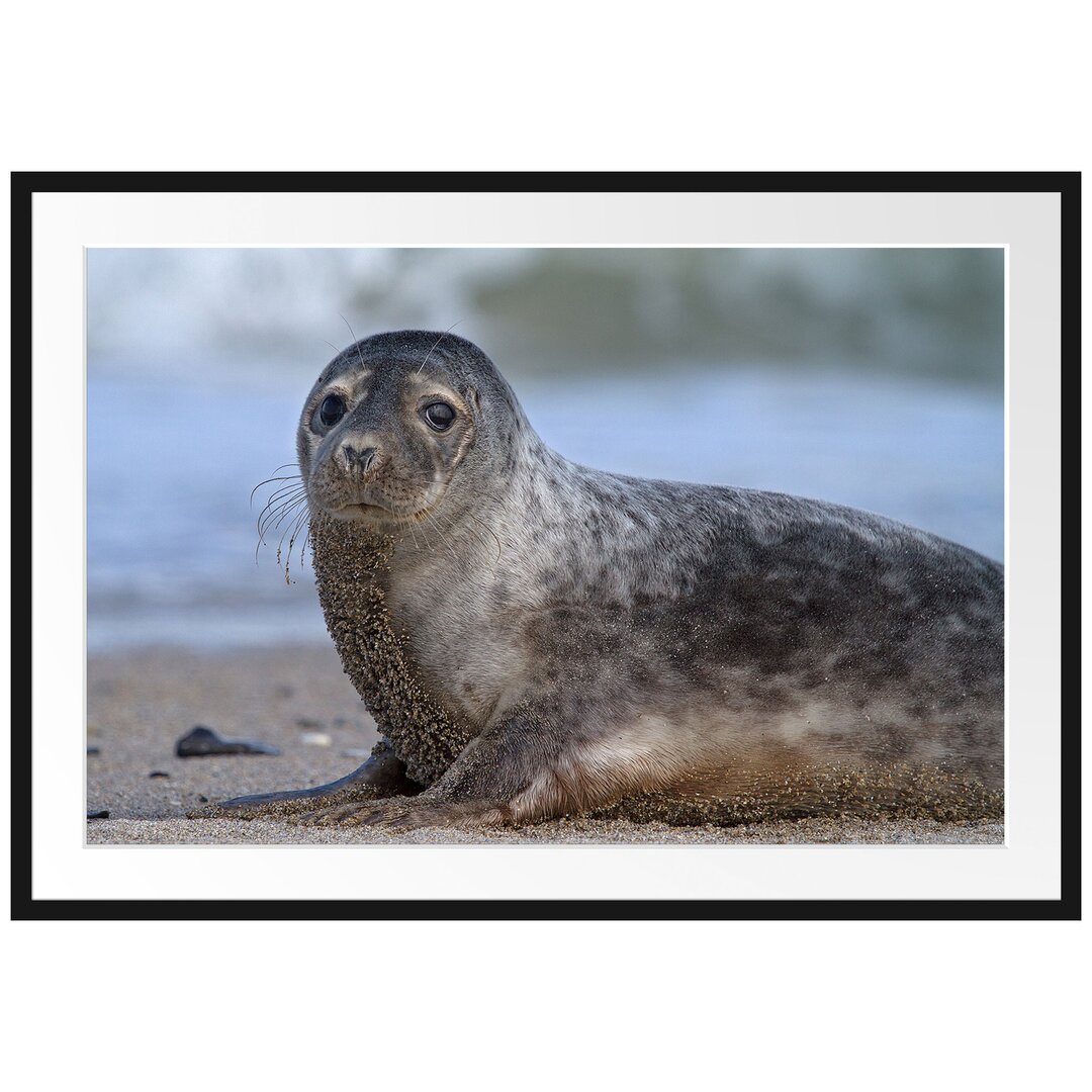 Gerahmtes Poster Niedliche Robbe am Strand