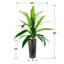 4-Foot Dracaena in Patterned Copper Planter