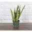 Live Zeylancia Snake Plant
