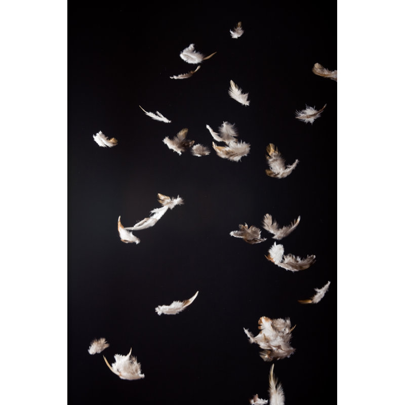 Feathers by Nullplus, 48" H x 32" W