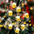 Patrick's Indoor 15 - Bulb 10'' Battery Powered LED Fairy String Light