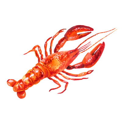 " Illustration Of Lobster " by Tanya Syrytsyna