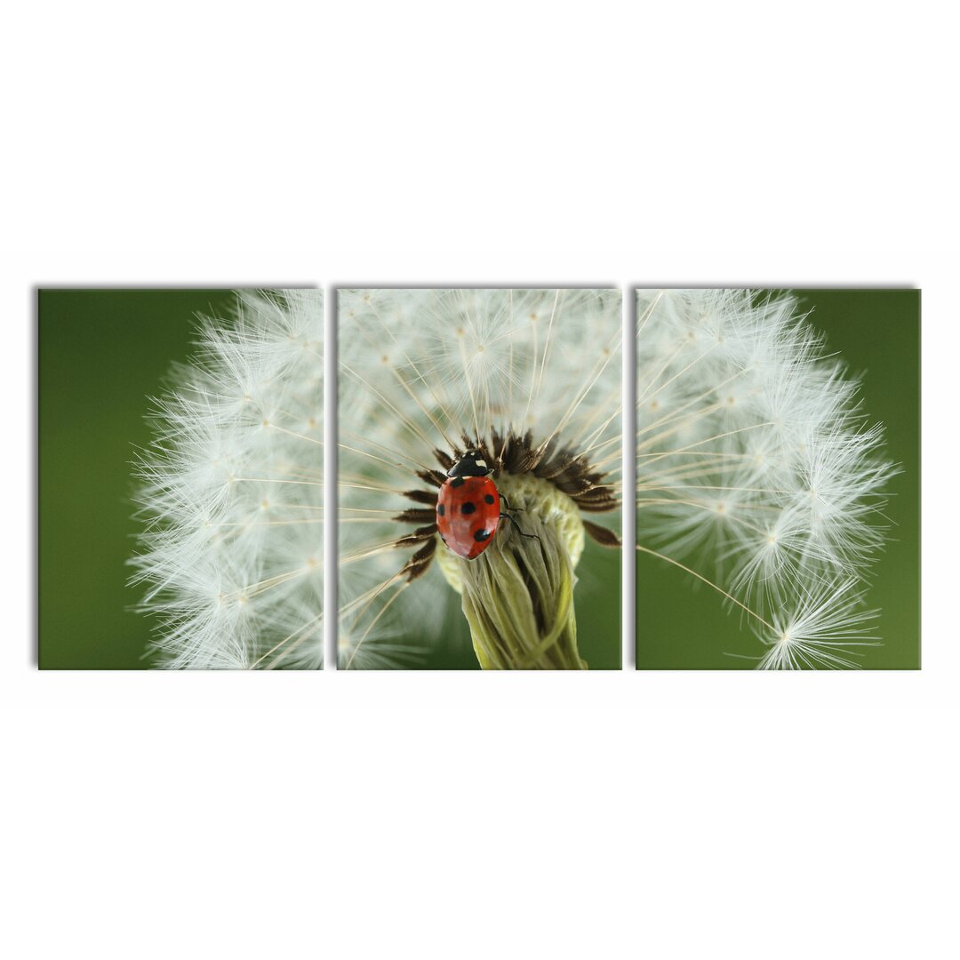 3-tlg. Leinwandbilder-Set Marienkäfer auf Pusteblume in Weiß/Grün