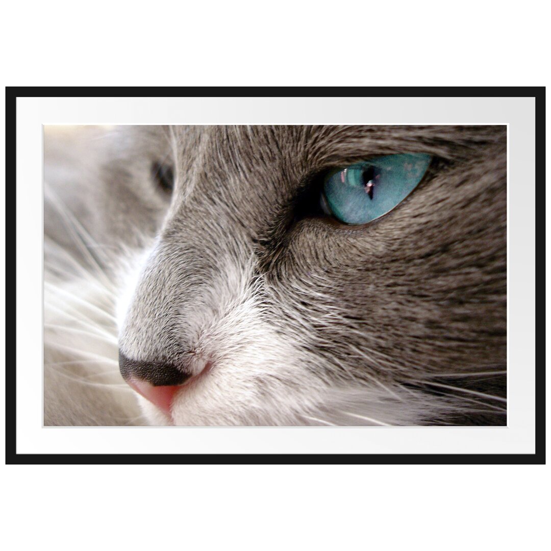 Gerahmtes Poster Katze mit blauen Augen