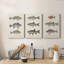 «Species of Antique Fish III», ensemble de 3 impressions sur toile tendue-1234478809