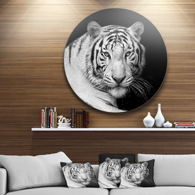 «Staring Bengal White Tiger», reproduction d'impression sur métal