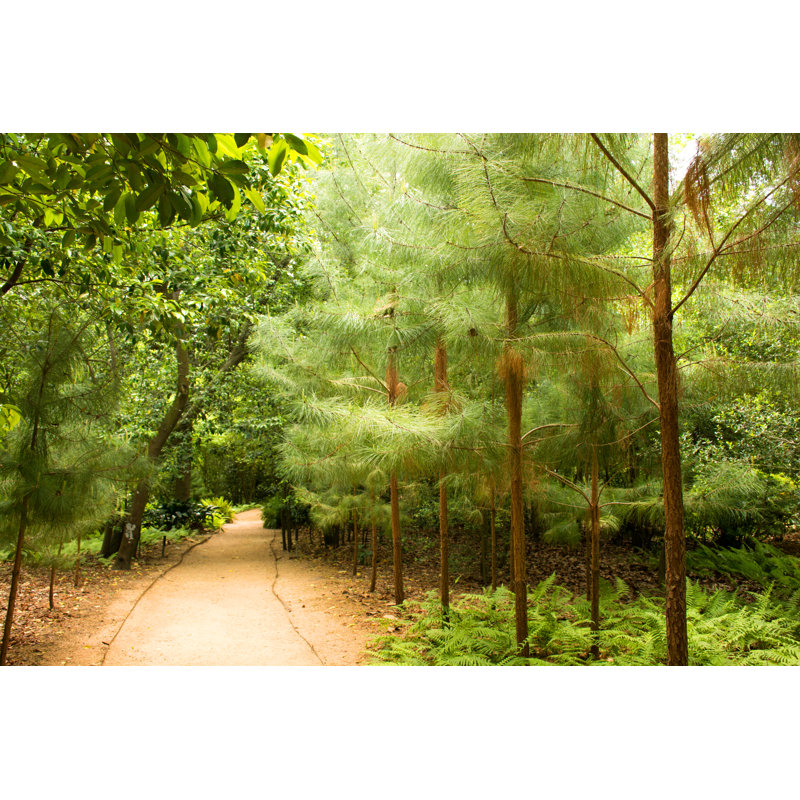 Trail by Irabassi, 20" H x 30" W