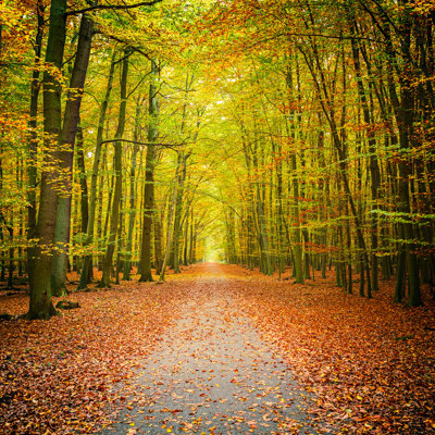 " Forest In Autumn "