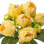 Ensemble de pivoines 11 po-1718133476