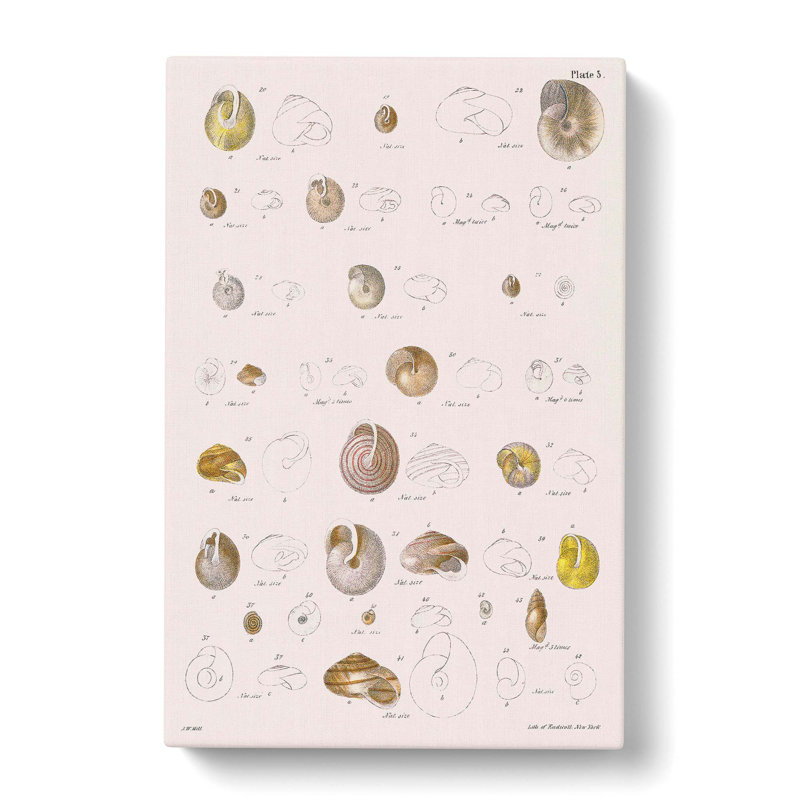 Types Of Seashells PL. 3 by J.E. De Kay - Wrapped Canvas Painting, 50cm H x 35cm W x 3cm D