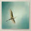 «Egret Overhead» de Vidur, impression sur toile tendue-22067515