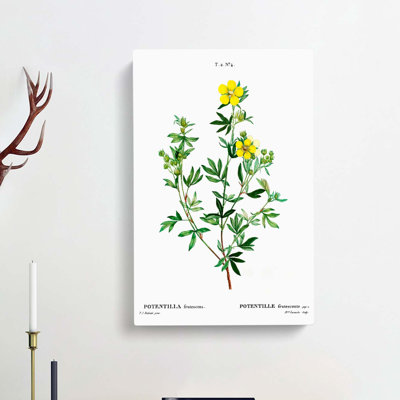 Yellow Buttercup Flowers by Pierre-Joseph Redoute - Wrapped Canvas