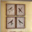 Rustic Songbird Framed Prints - Set of 4