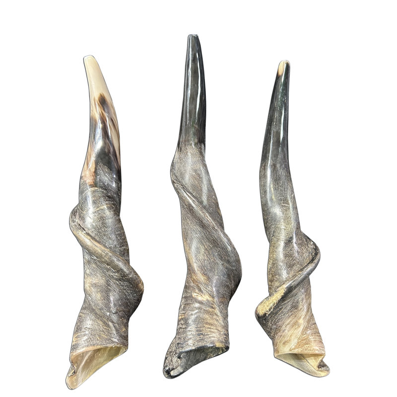 Polished Eland Horn Shofar