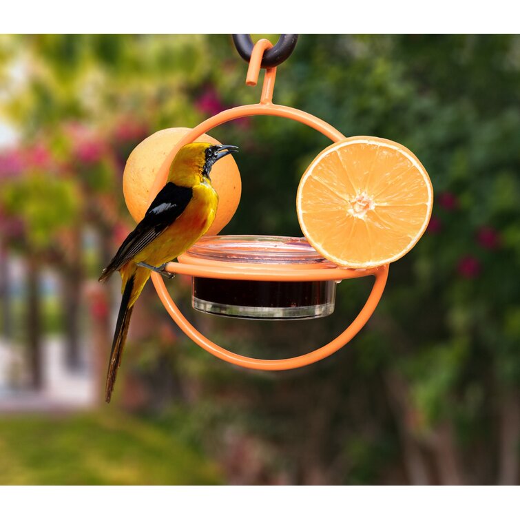 Attracting Baltimore orioles: Put a piece of orange and some jelly on your  bird feeder 