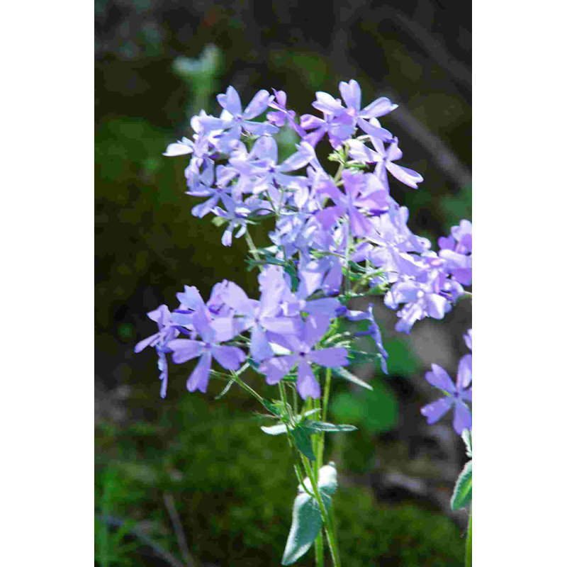 Fleurs mauves claires - photographie sur toile tendue, H 12 po x l 8 po