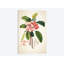 «Plumeria Botanical Print», impression sur toile-28621449-72411681-72411675