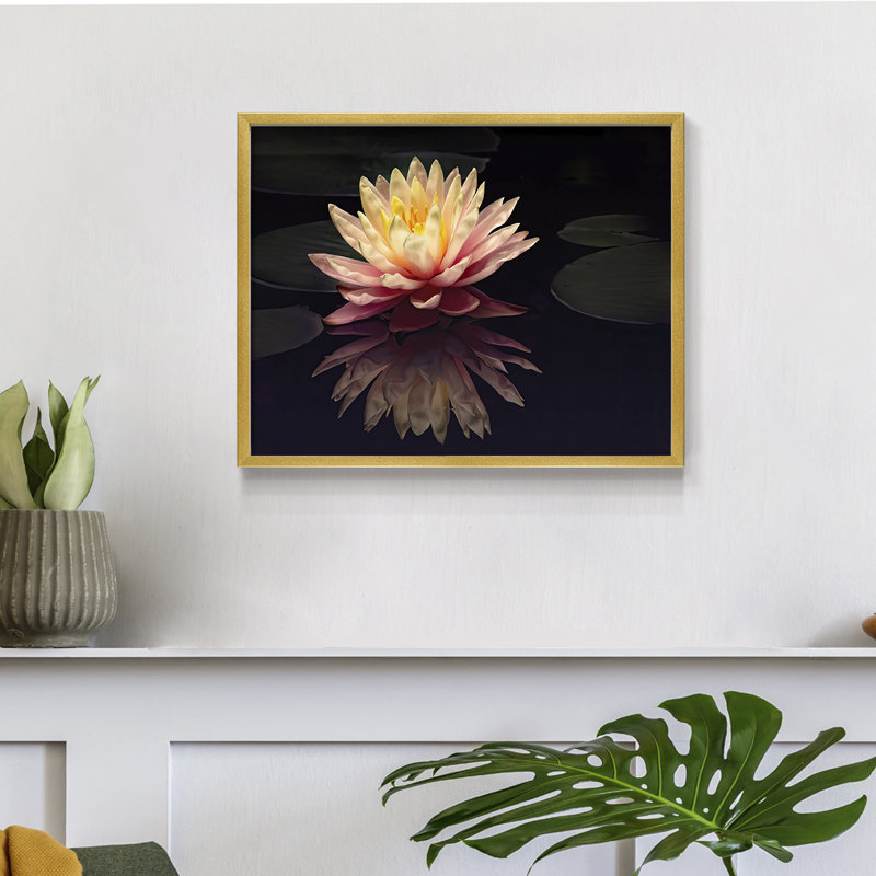 Photographie, étude, nénuphar, reproduction encadrée