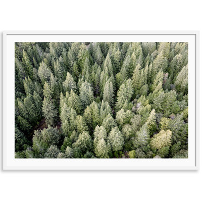 Redwoods View From Above Print by Carly Tabak