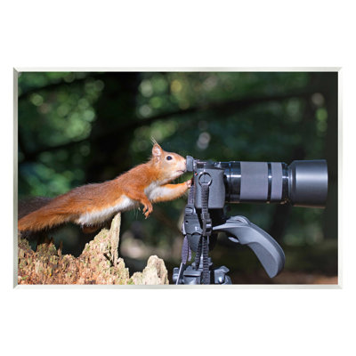 " Funny Squirrel Photographer " by Julie Hunt