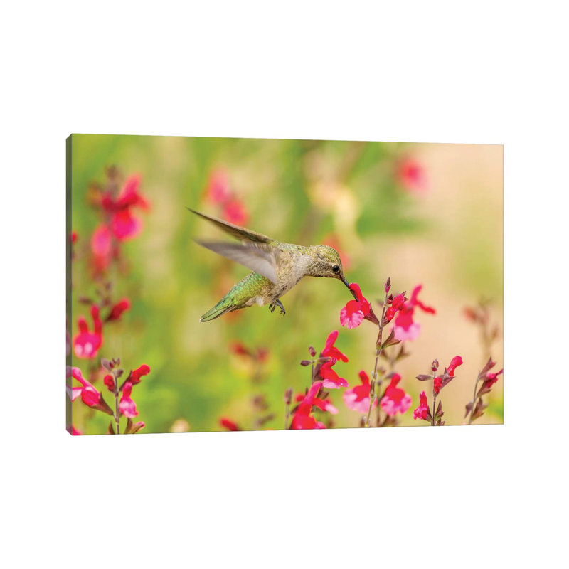 USA, Arizona, Desert Botanic Garden. Feeding Hummingbird. by Jaynes Gallery - Wrapped Canvas Print, 66.04 cm H x 45.72 cm W