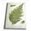 «Botanical Plate XXII», reproduction d'impression sur toile tendue-22188544