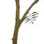 Faux neem-1319468629