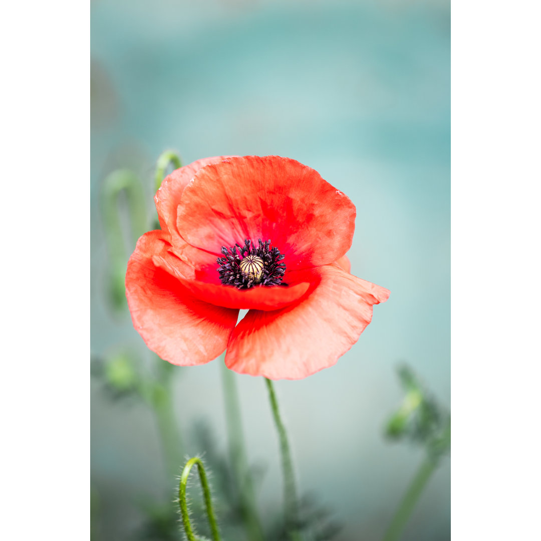 Wilde Rote Mohnblume von Coldsnowstorm - Leinwanddrucke