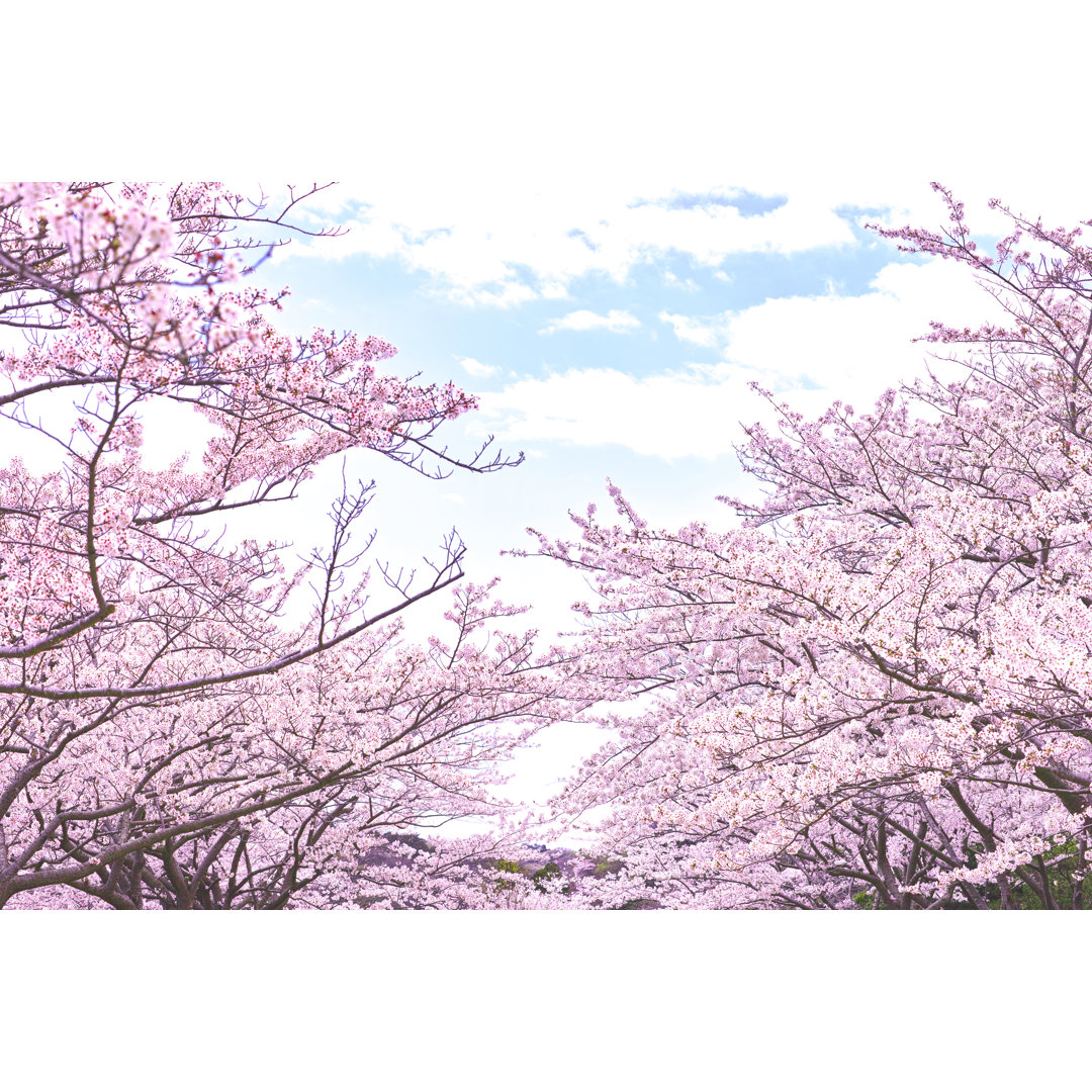 Cherry Blossoms - Wrapped Canvas Print
