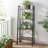 Parikh Ladder Bookcase-1952913614