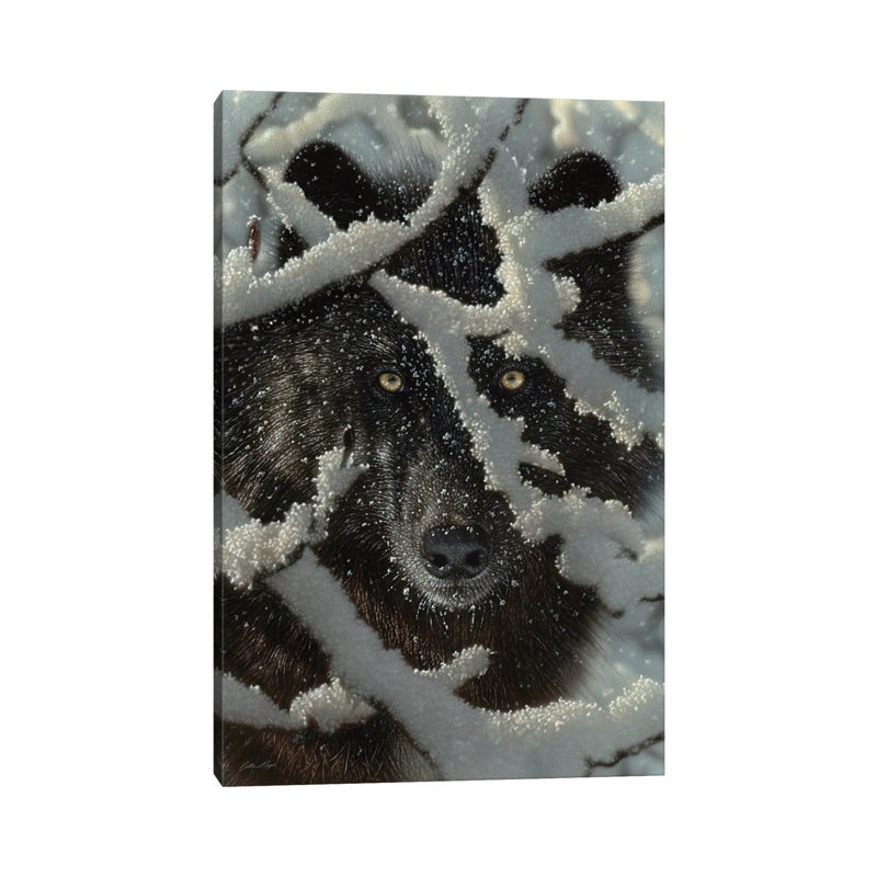 Winter's Black Wolf by Collin Bogle - Print on Canvas, 30.48 cm H x 45.72 cm W, Wrapped Canvas
