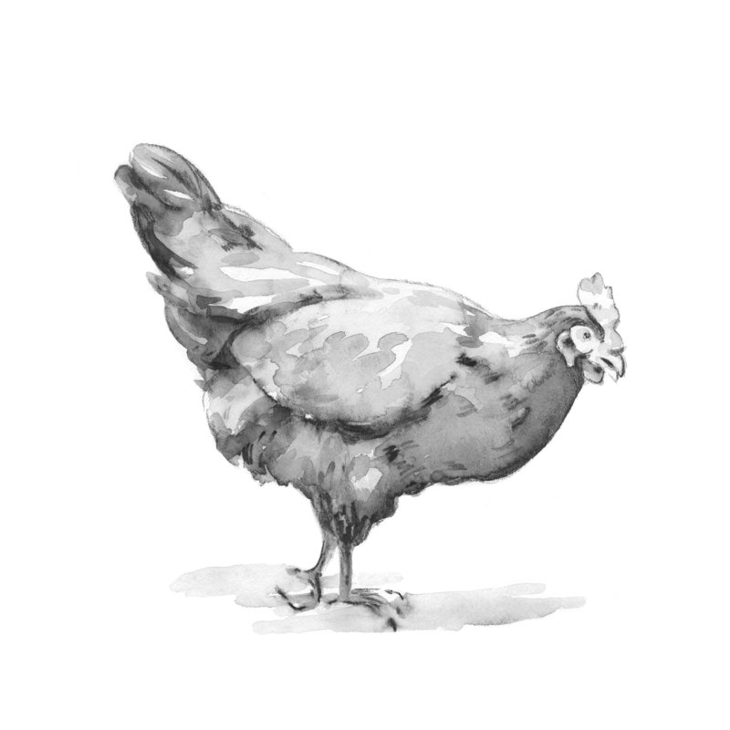 Barn Fowl II by Emma Caroline - Wrapped Canvas Painting, 76cm H x 76cm W x 3.8cm D