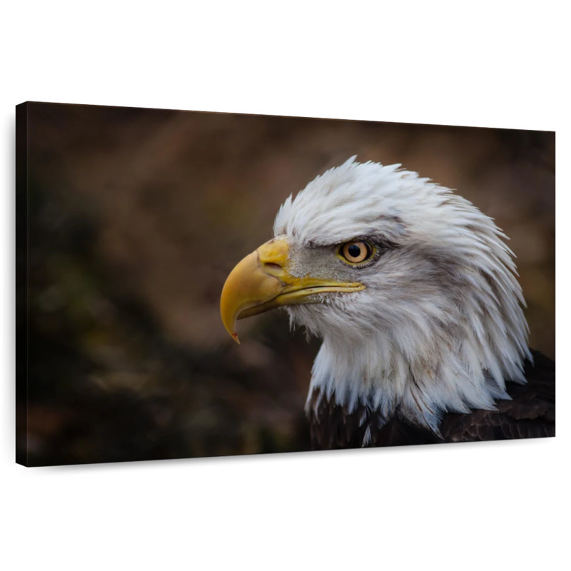Brampt Bald Eagle Gaze, 8" H x 12" W