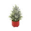 19' H Artificial Christmas Tree