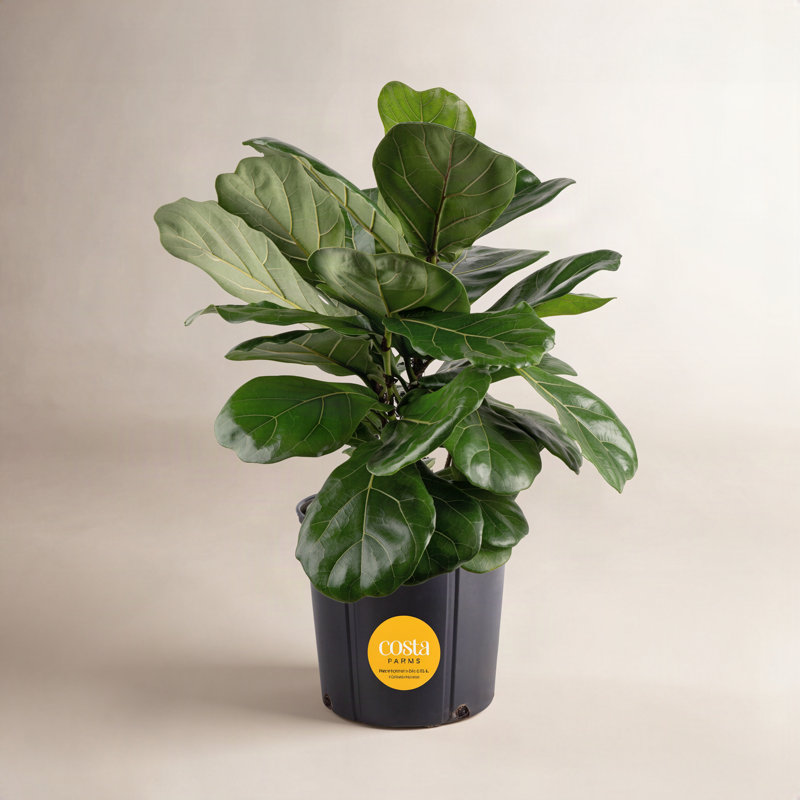 Live Fiddle Leaf Fig Plant in Nursery Pot, 22" H x 10" W x 10" D