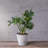 Carreras Planter-511374857-511374853