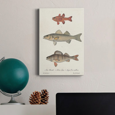 " Species Of Antique Fish II "