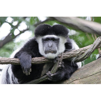 " Colobus Monkey " by Rbbrdckybk