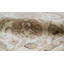 Sultanabad Wool Oriental Area Rug