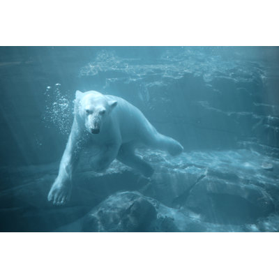 Ours polaire nageant sous l'eau par Spxchrome