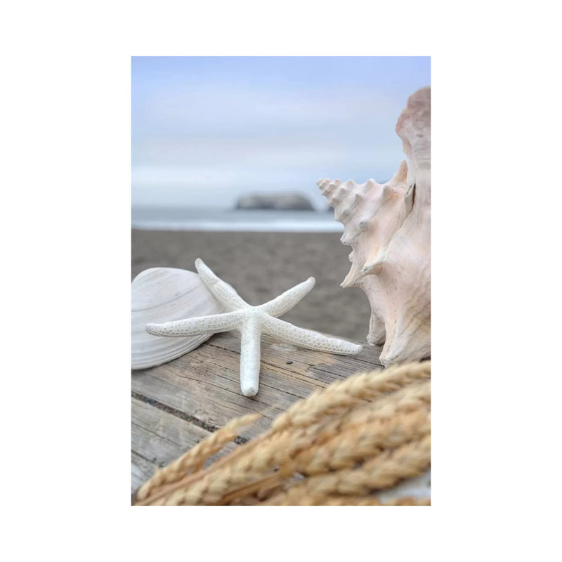 Crescent Beach Shells XII by Alan Blaustein - Print on Canvas, 101.6 cm H x 66.04 cm W x 1.91 cm D, Wrapped Canvas