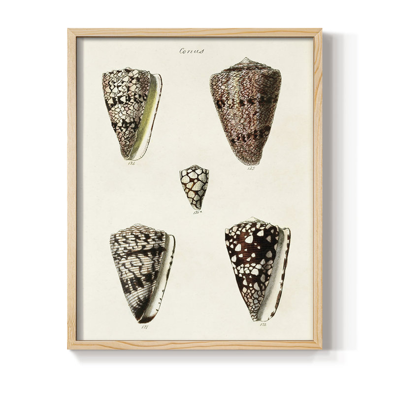 Impression encadrée «Cone Shell Collection III» - bois massif, H 30 po x l 24 po