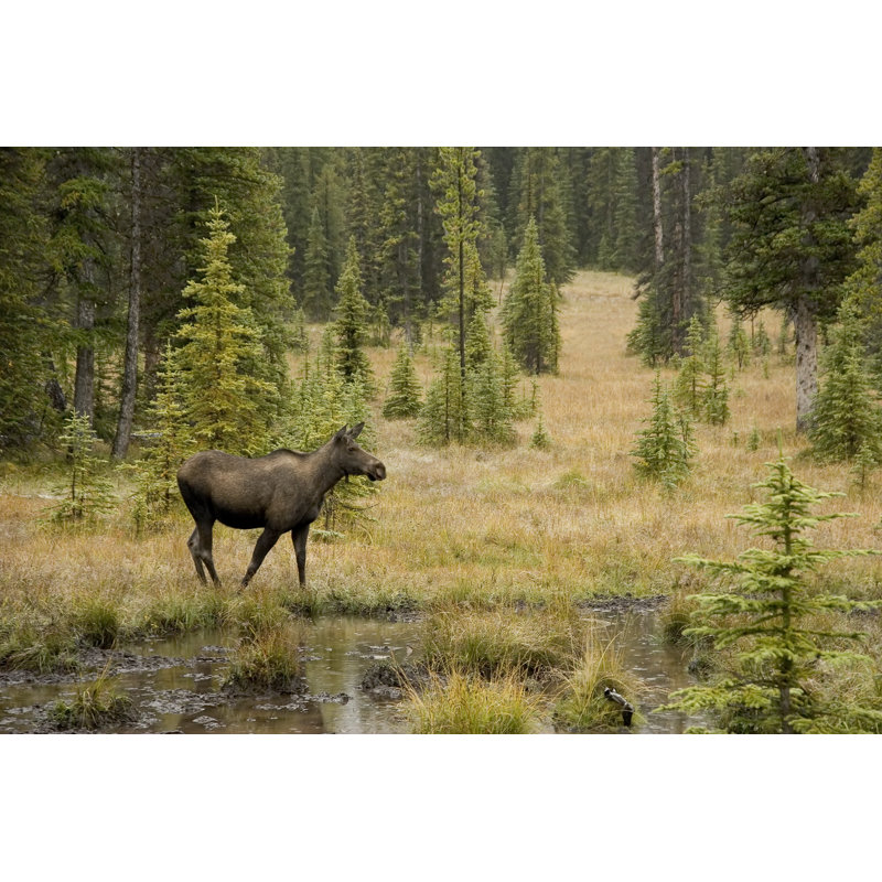 Moose In Kananaskis by Tulissidesign - Wrapped Canvas Print, 20cm H x 30cm W
