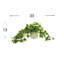 Plante de 13 po