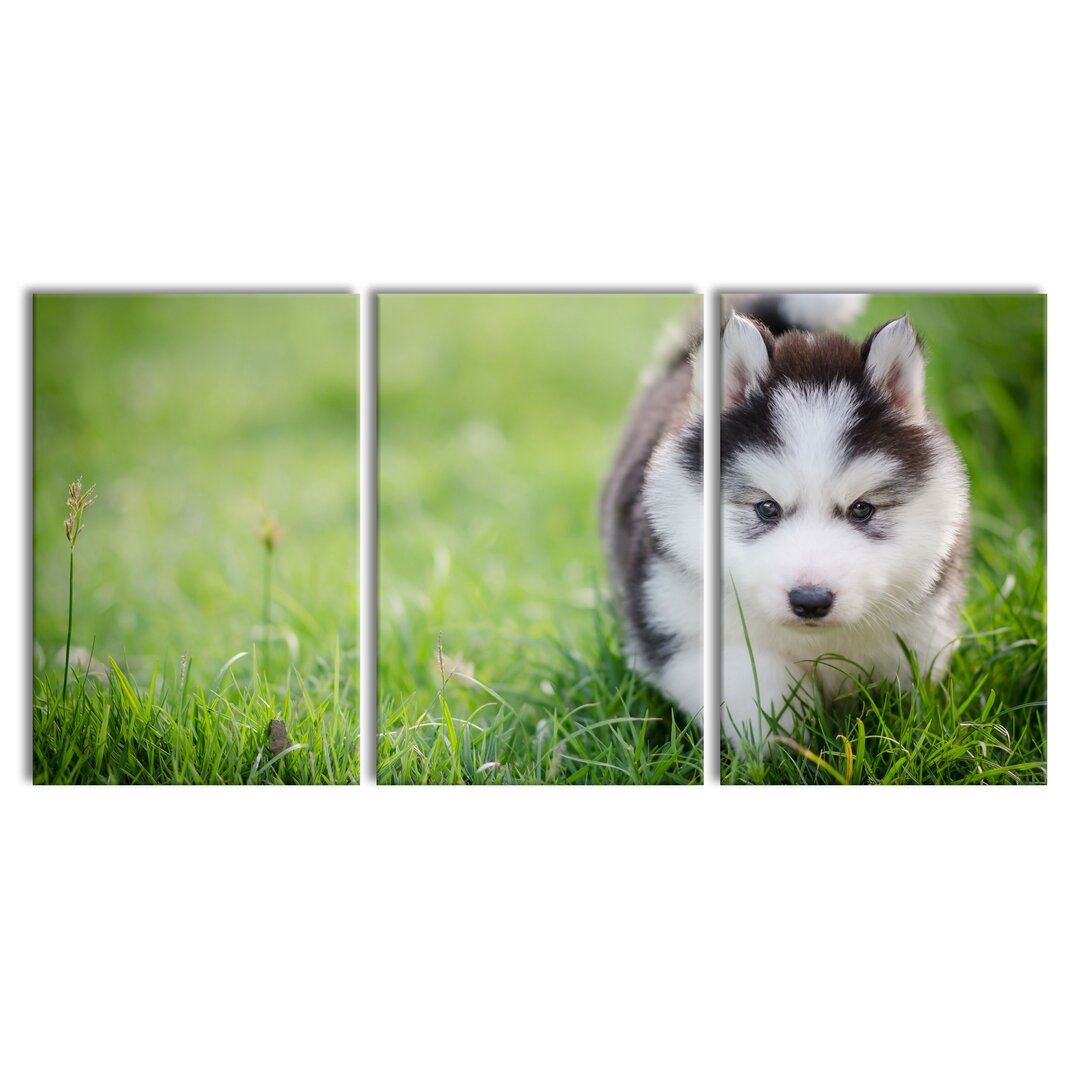 3-tlg. Leinwandbilder-Set Adorable Husky Puppy