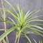  Arbre de dracaena artificiel, arbre de dracaena artificiel-745736015