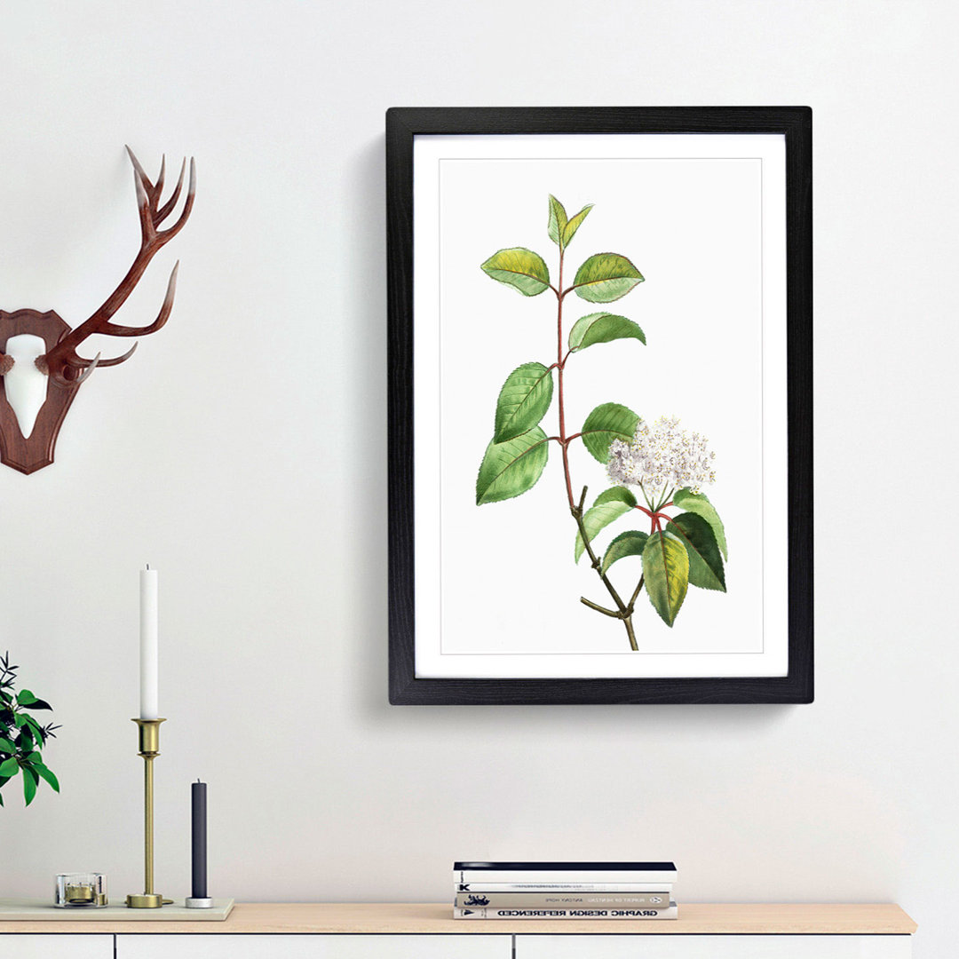 Blackhaw Tree Flowers by Pierre-Joseph Redoute - Picture Frame Art Print