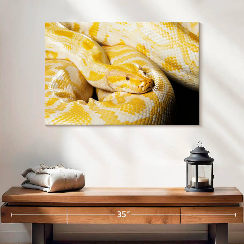 Python birman Brampt Albino, H 16 po x l 24 po
