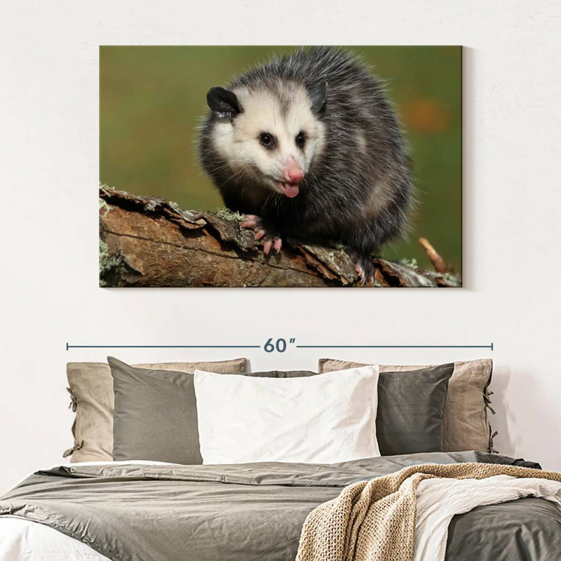 Brampt Angry Opossum, 34" H x 51" W